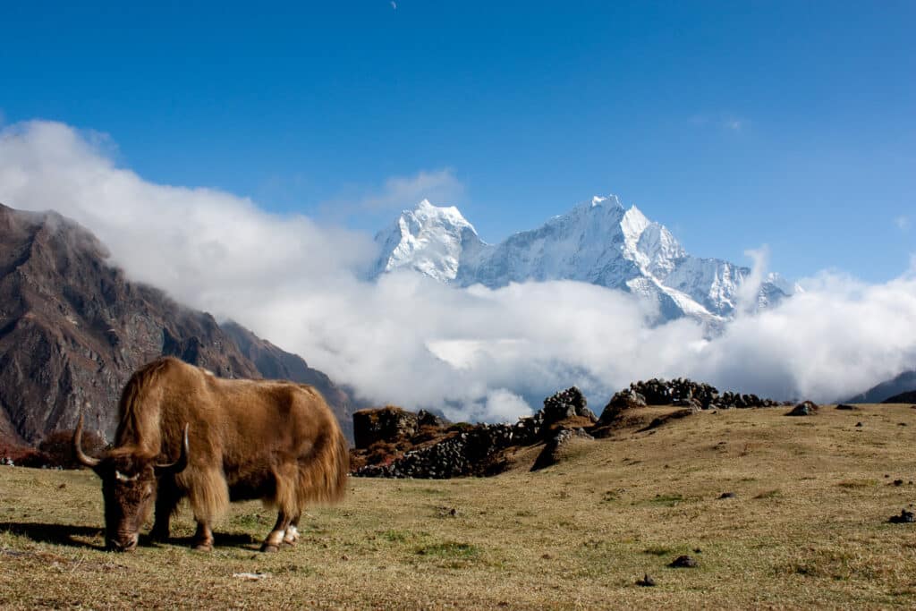 Trek au Népal avec Franco Nepal Treks